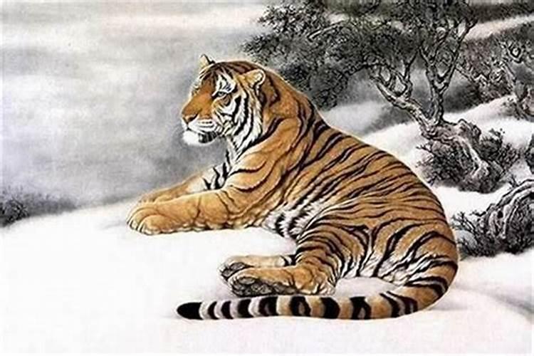 属虎辰时出生的男孩