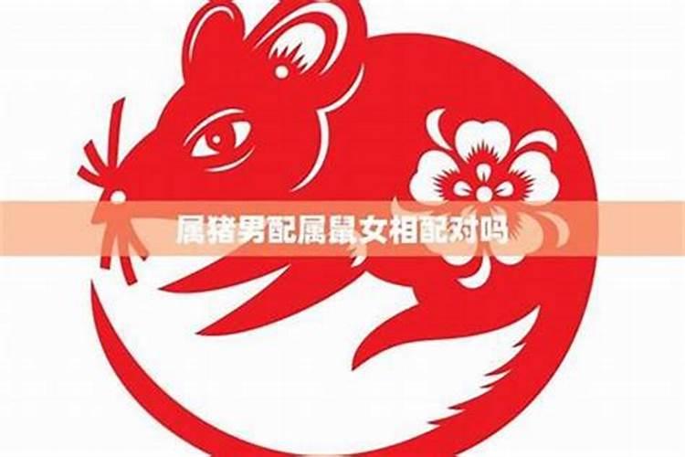 95年猪和96年鼠婚姻相配吗