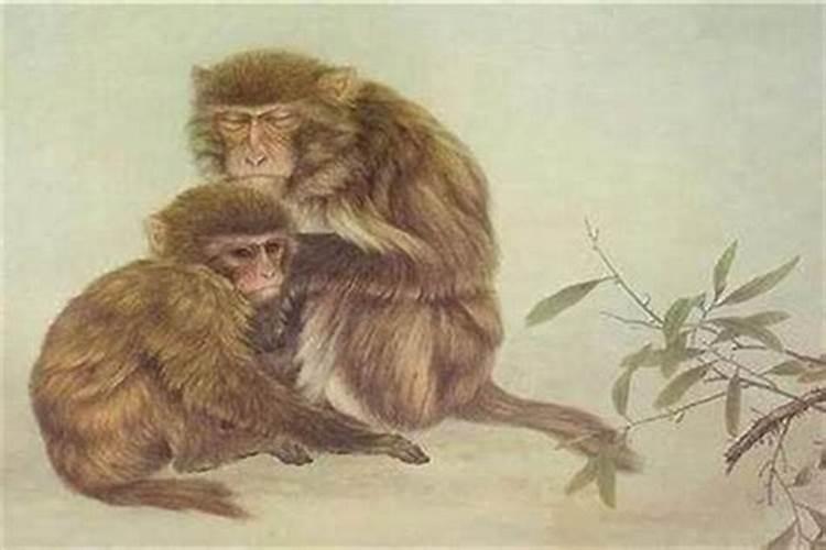 1968年二月十八出生猴女命好吗,它是哪天怀的呢
