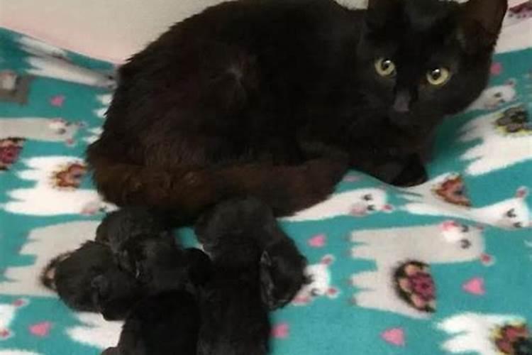 梦见黑猫生小猫的预兆