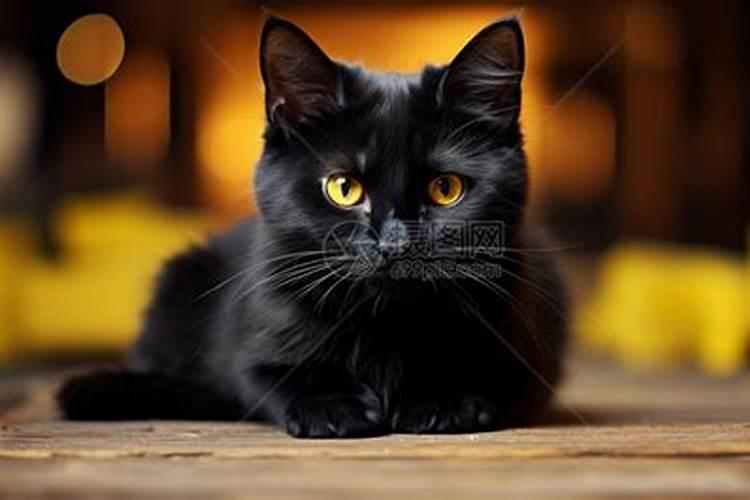 梦见黑猫生小黑猫