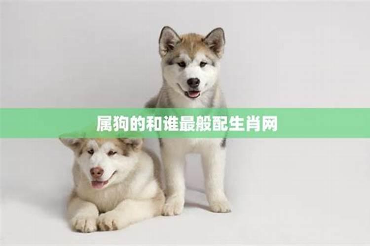 属狗的人婚配最好属相