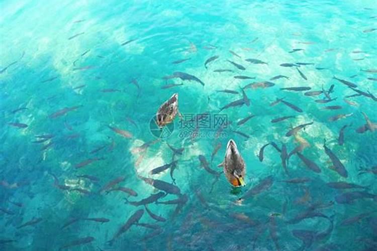 梦见湖水中有鱼的预兆