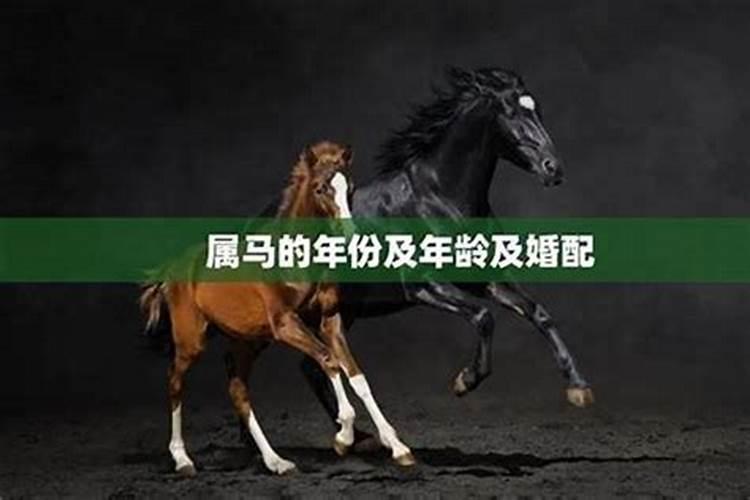 为什么属马的喜欢属狗的属马和属狗婚配好吗