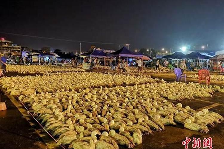 凤凰山明天开放吗