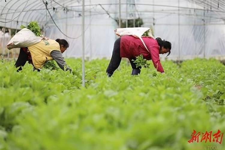 立夏过后是什么季节立夏过后是什么节气