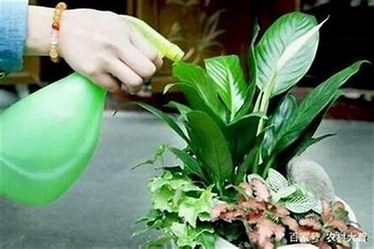 马年出生的人命运如何？