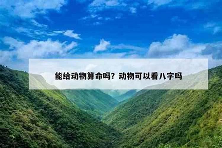 八字是玄机什么生肖