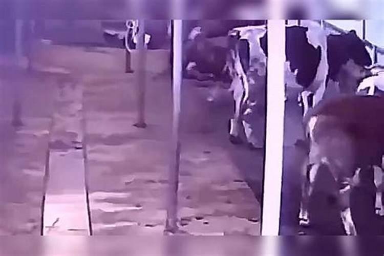 梦见牛棚的预兆