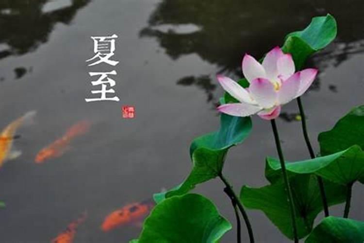 夏至后面的节气是什么