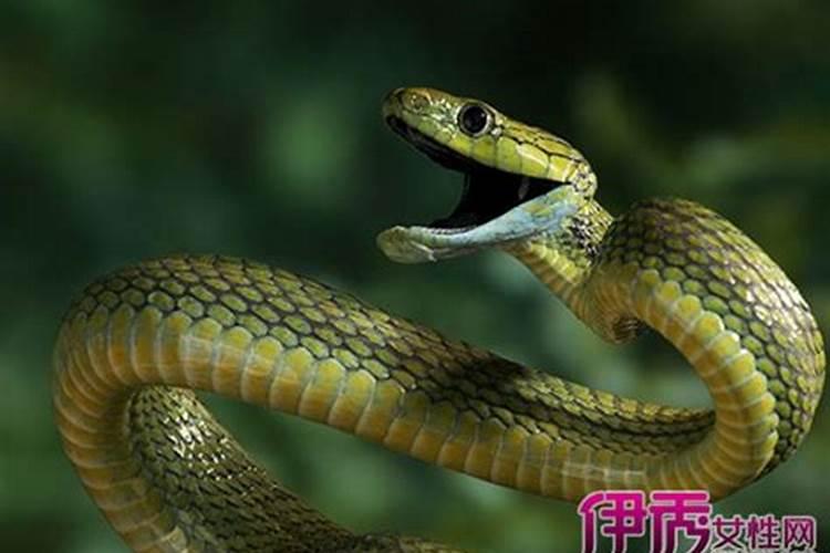 怀孕梦见被蛇咬是什么意思？