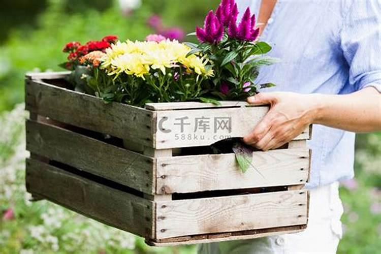 梦见红花篮