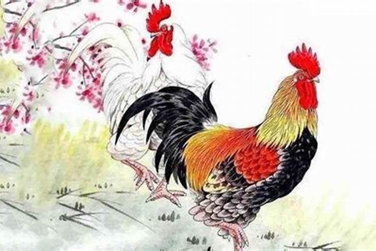 属鸡女孩为何不能和属虎男合婚？