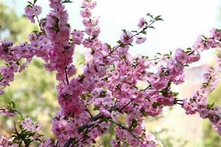 老公桃花劫出轨怎么化解 有效的小妙招