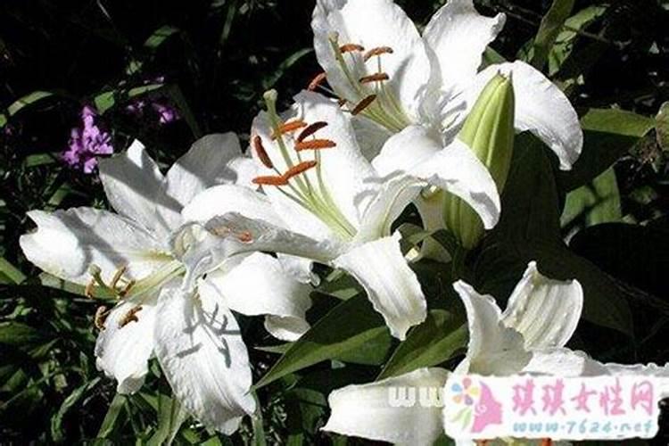 属虎的2025年多大岁数