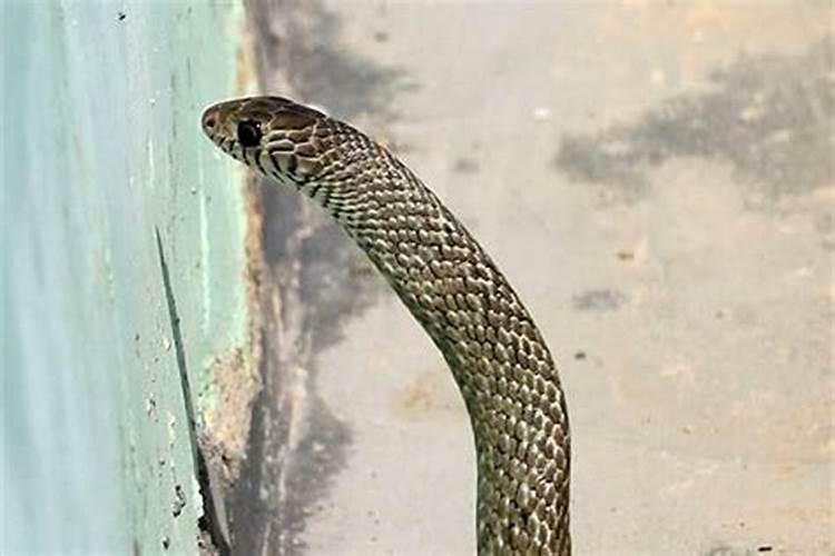 蛇和鼠的属相合不合