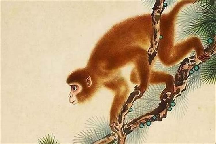 1968年属猴将来10年运气 运势波动家庭不和？