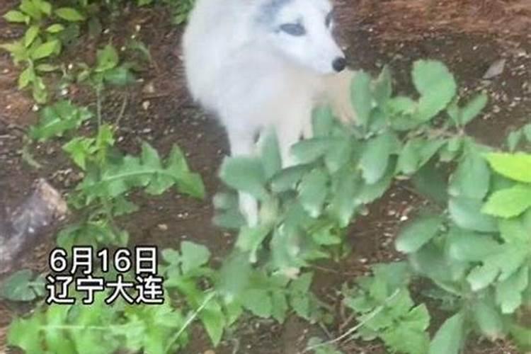 白天见到狐狸有什么预兆