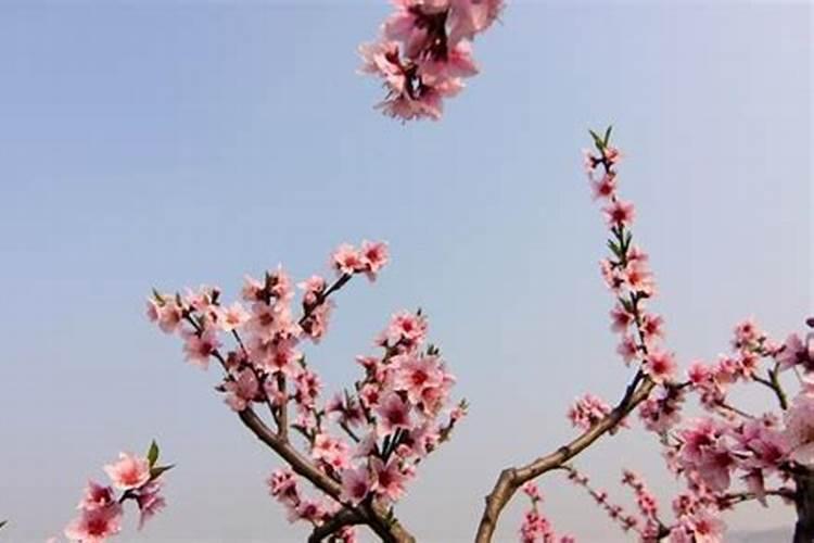 为什么本命年桃花特别旺 烂桃花的化解方法？