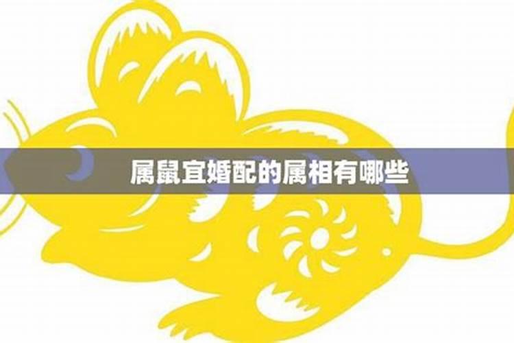 属猪和属鼠的合婚,属鼠的和属猪的结婚好不好