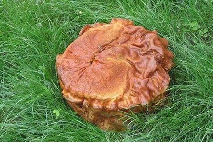你知道吗？凰帝培元丹中的太岁肉到底有何妙用？