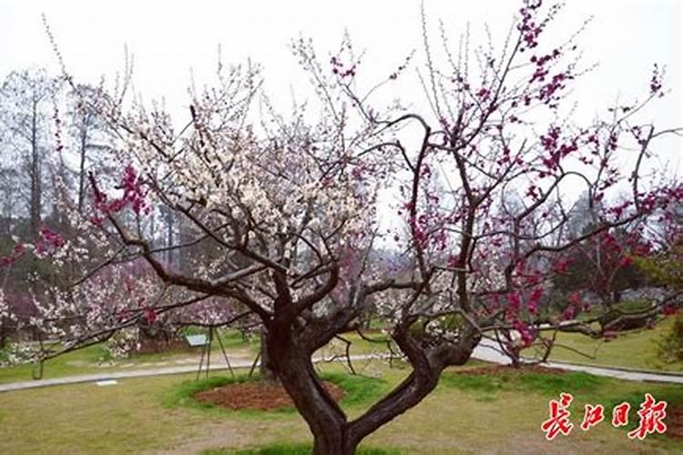 属牛和属龙的婚姻配吗 生个什么生肖的宝宝好？