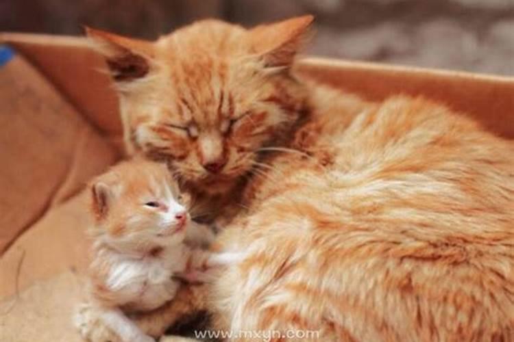 梦见猫生了一窝小猫 梦见猫生了一窝小猫的意思