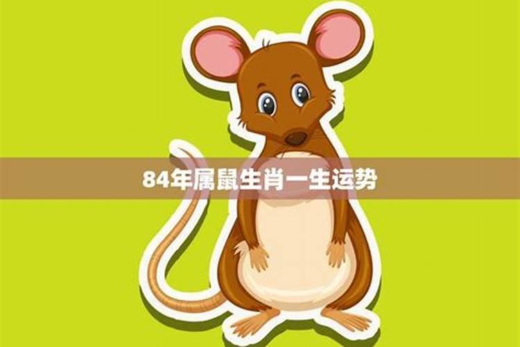属鼠人一生的运势解析