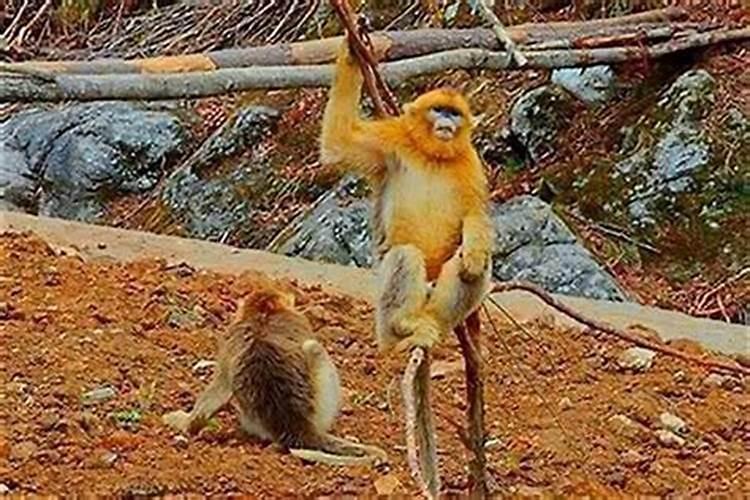 男猴女兔婚姻是否相配 生肖男属猴女属兔在一起合适吗
