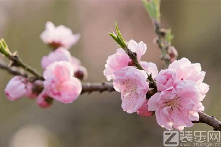 带什么饰品招桃花