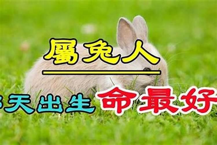属兔生于六月一生的命运,六月生肖兔有领导才能？