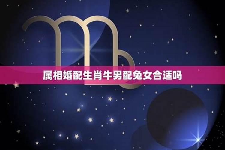 属兔女和属牛男相配吗 婚姻测算兔和牛合吗