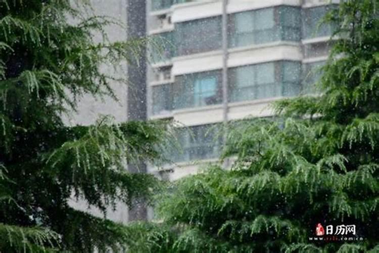 家里养什么盆栽最旺运气