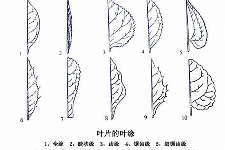 本命佛可以化太岁吗？本命佛能化太岁不？