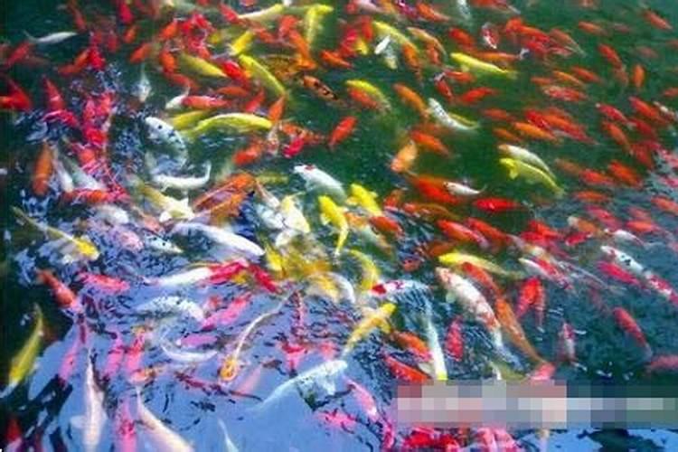 梦见小沟里很多鱼的预兆