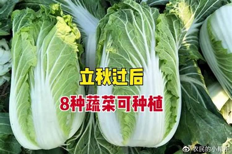 立秋种什么菜合适