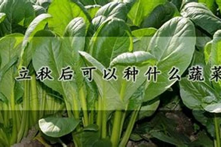 立秋以后能种什么菜 立秋以后适合种哪些菜