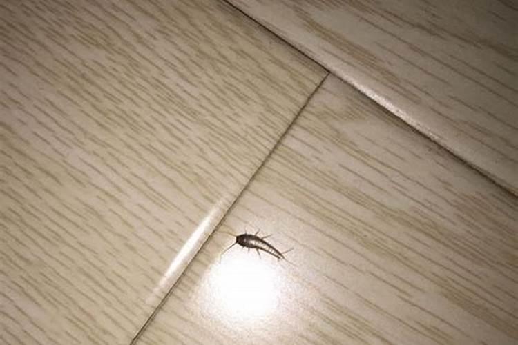 梦见厕所里的白虫的预兆