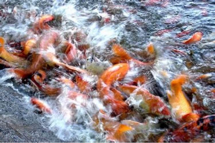 梦见鱼死了死水臭了的预兆