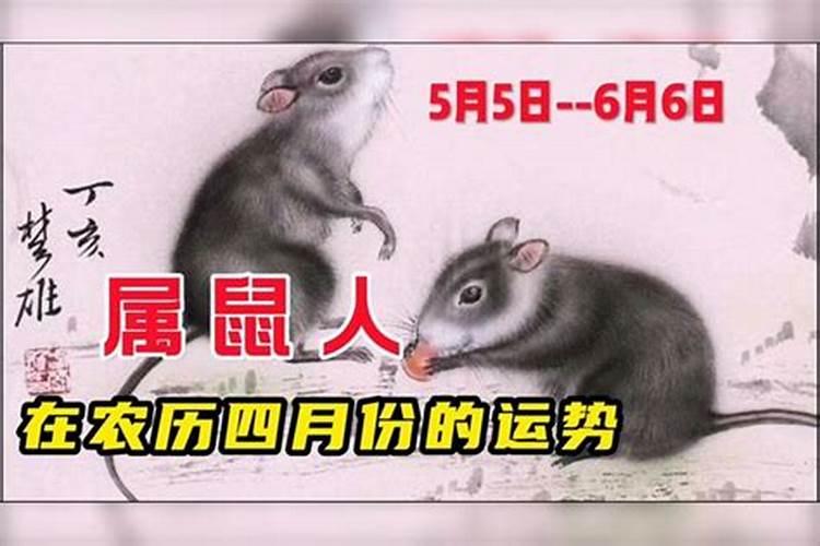 属鼠农历出生四月命运 命好不好？