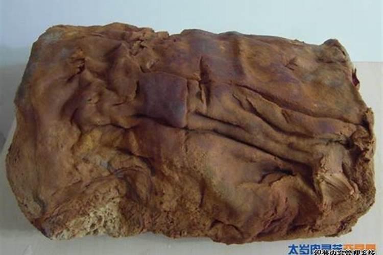 肉灵芝是什么 太岁肉灵芝是怎么形成的 生长在什么地方