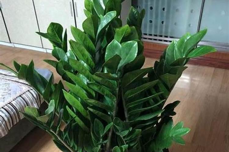 属鸡能养什么植物最旺运