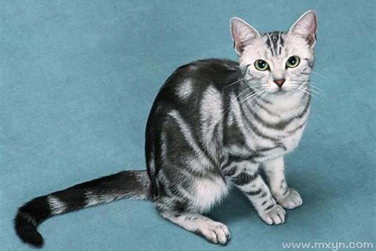 梦见黑猫扑向自己咬我 预示什么？