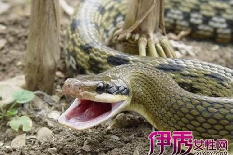 属兔男人和属虎女人相配吗