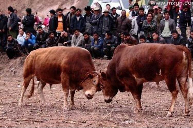 属猴2025年每月运势及运程详解