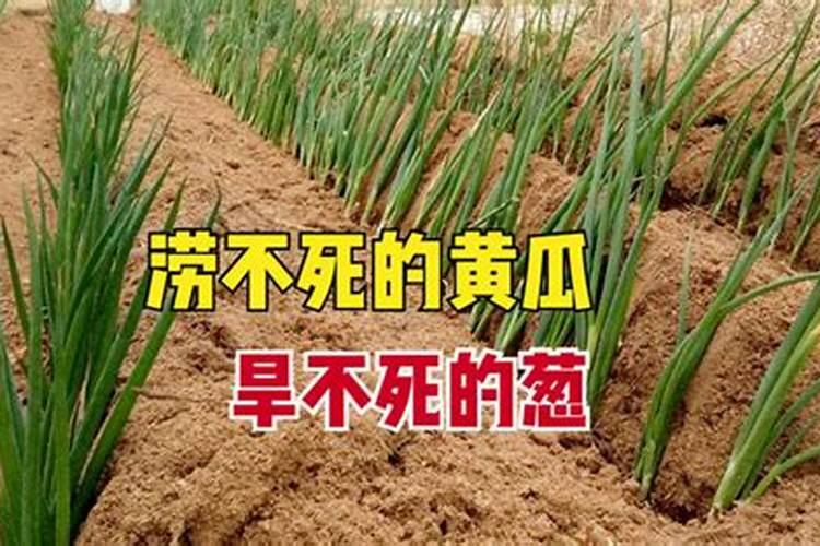腊八豆炒鸡蛋怎么做