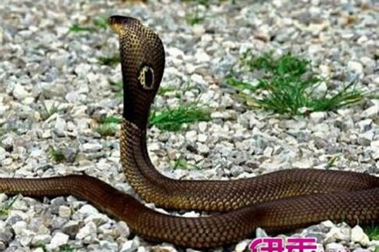 梦见花蛇咬自己是什么预兆？