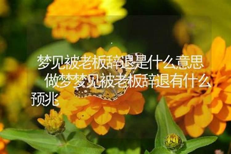 梦见老板把我辞退了什么预兆