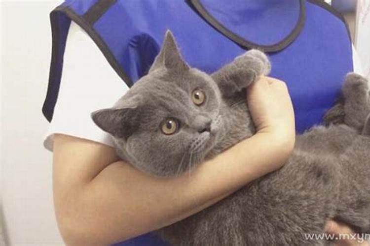 梦见抱着猫什么意思