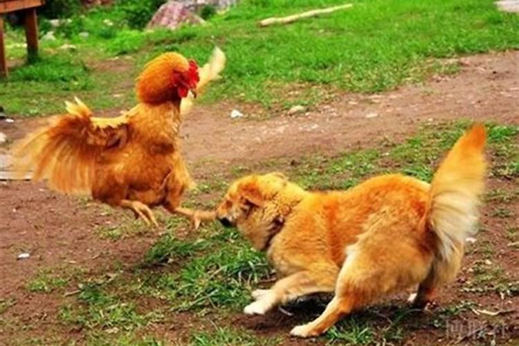 鸡狗八字有合的吗金鸡玉犬破解之法